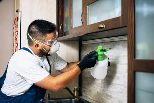 Best Wasp Removal Services  in Pleasant Grove, OH