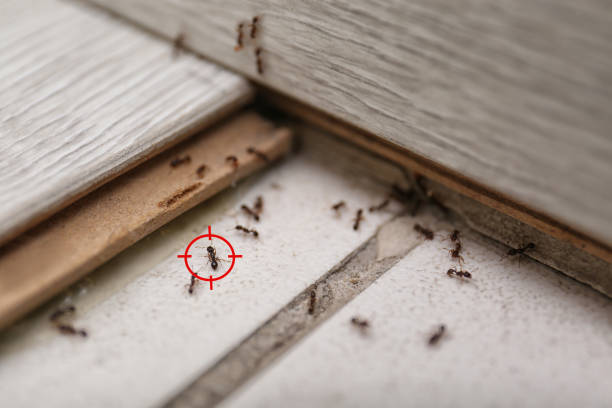 Best Spider Control Near Me  in Pleasant Grove, OH